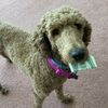 poshpoodle88